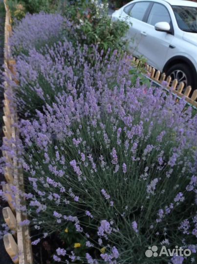 Лаванда узколистная