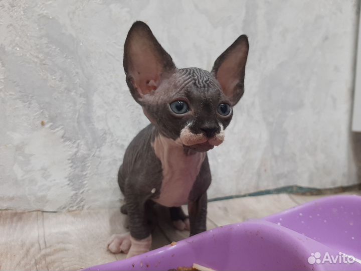 Канадский сфинкс котенок