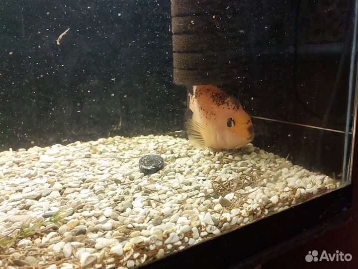 Аквариум с рыбками