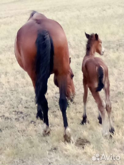 Продам лошадей