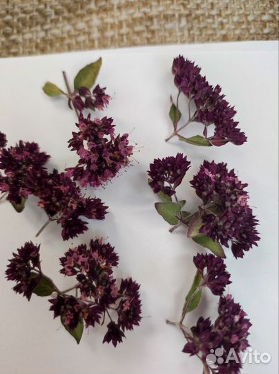 Цветы сухоцветы