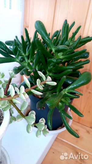 Партулакария афра триколор вариегатная и Хоббит