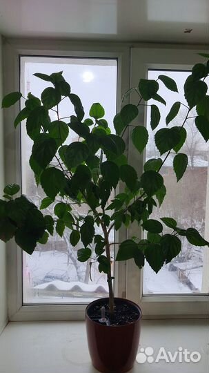 Комнатные растения