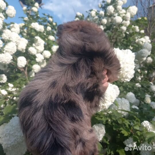 Йорк девочка мраморного окраса