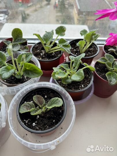 Домашние фиалки