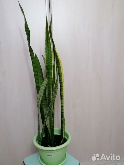 Сансевиерия