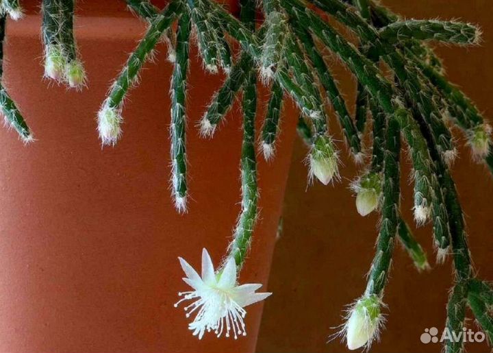 Хатиора рипсалис