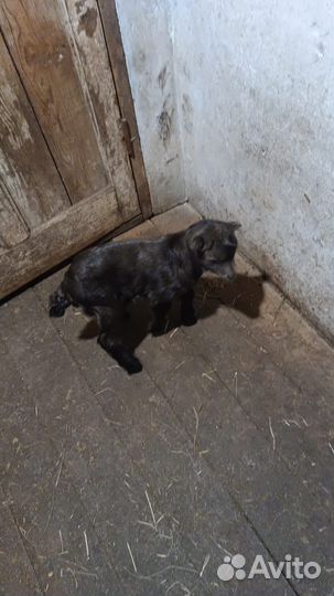 Козы козочки козлики козлята