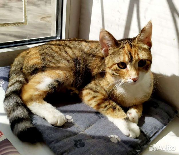 Кошечка Анфиса