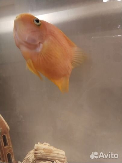 Рыба попугай