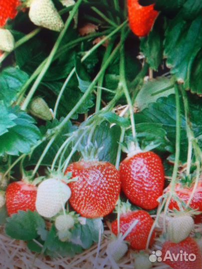 Саженцы клубники