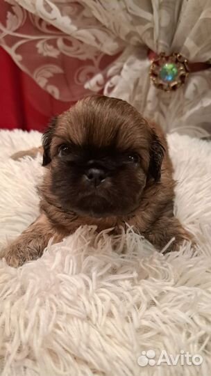 Щенки пекинеса