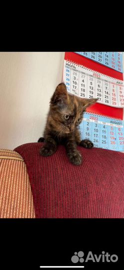 Кошки в добрые руки бесплатно