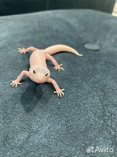 Эублефар малыши