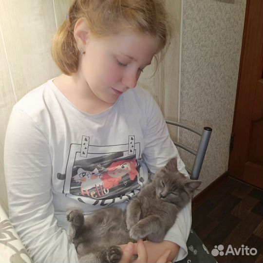 Котёнок