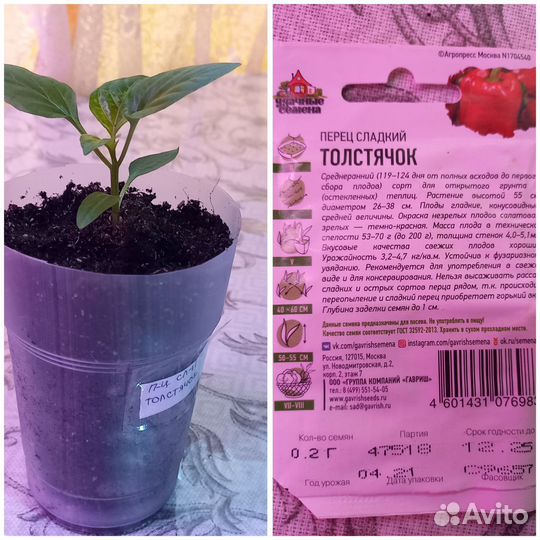 Рассада перца сладкого и острого