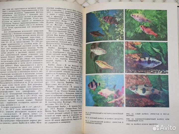 Экзотические рыбы. Кочетов А.М