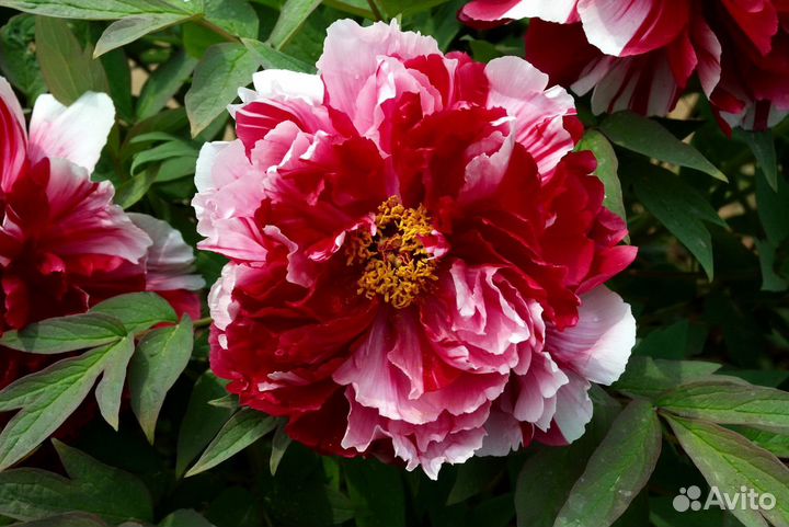 Пион Ред виз Пинк древовидный