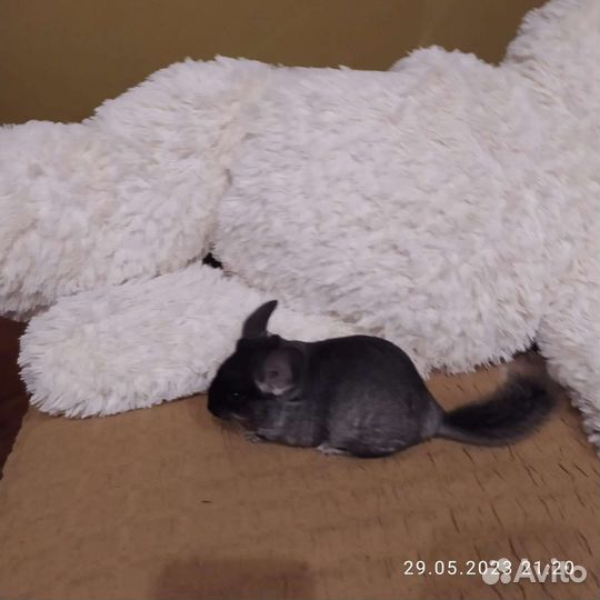 Шиншилла мальчик черный бархат