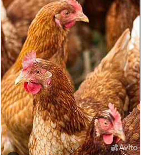 Отличная молодка белая, рыжая