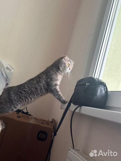 Шотландская вислоухая кошка бесплатно