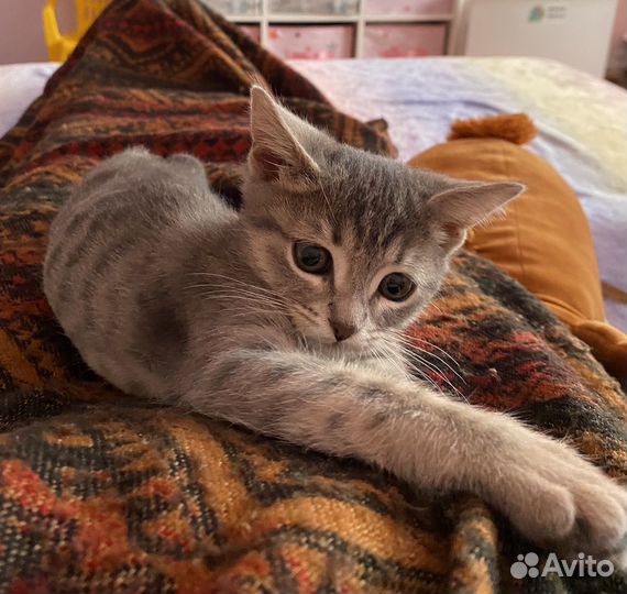 Отдам в добрые руки котенка девочку