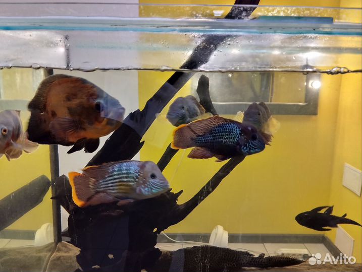 Астронотус и акара бирюзовая