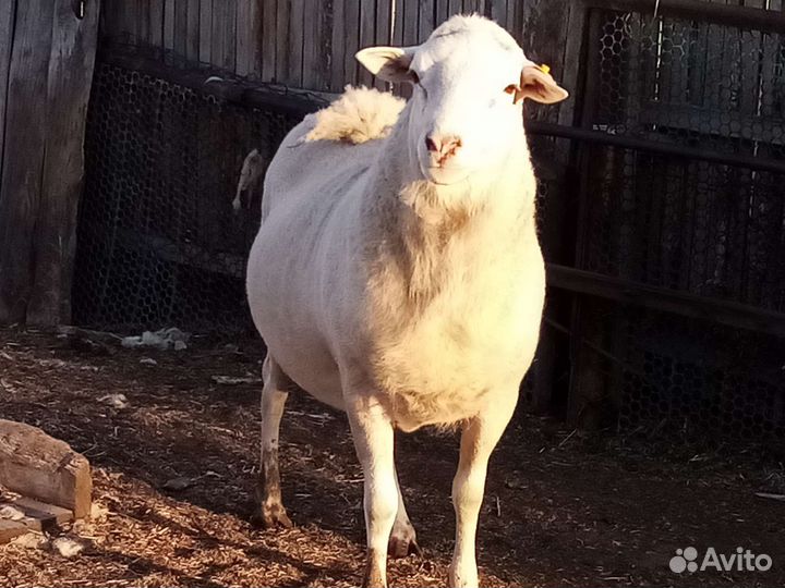 Катумские баран