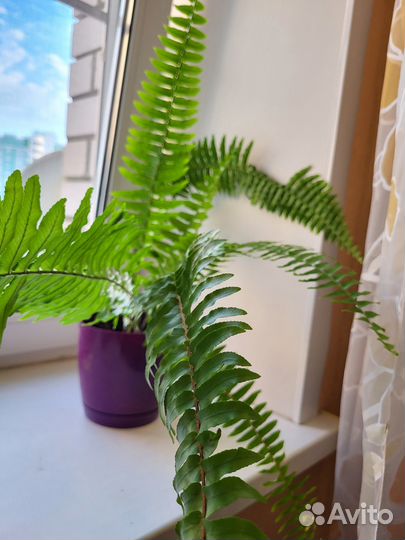 Папоротник комнатный