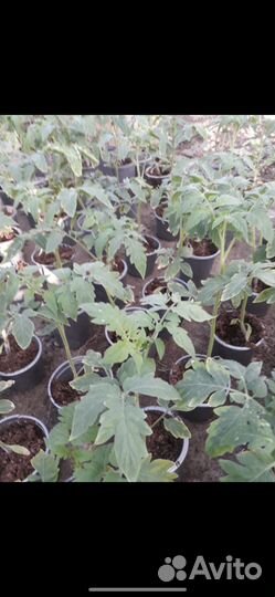 Рассада помидор