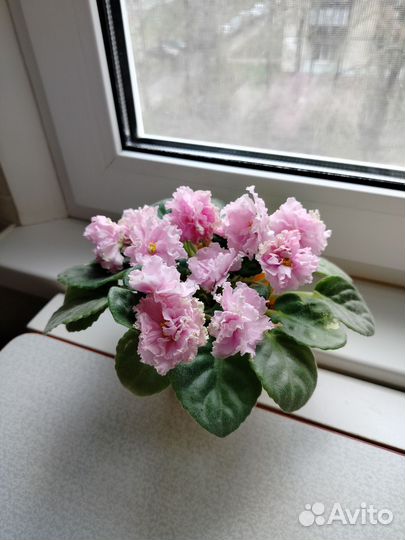 Фиалка махровая сортовая