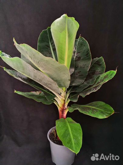 Пальма банан муса 19/78