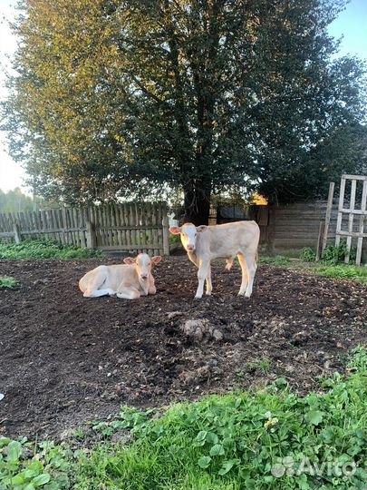 Корова,телка,козел