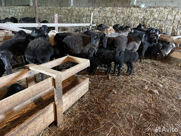 Овцы с ягнятами