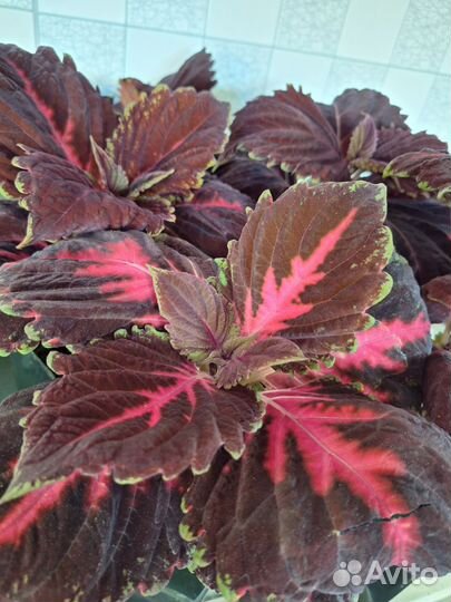 Колеус биг бен вайн ред