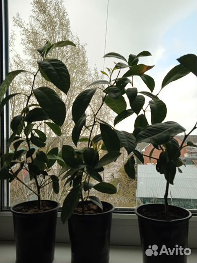 Мандарин(Каламондин)