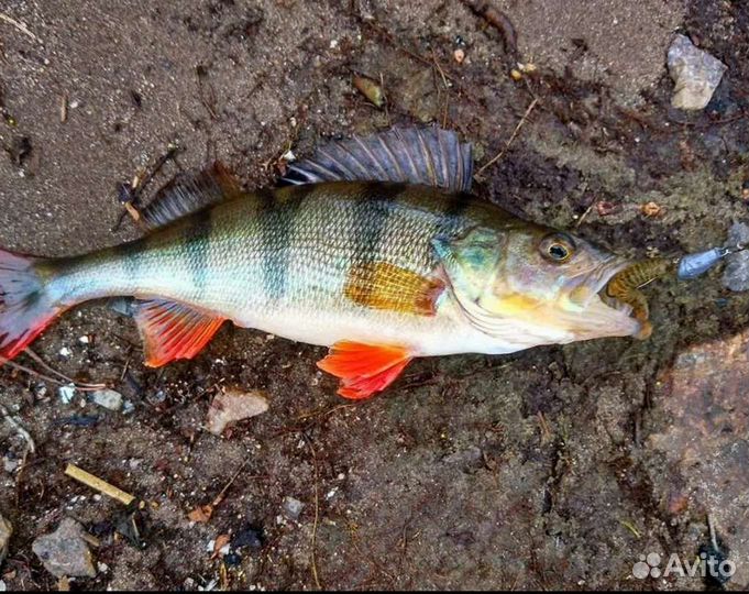Свежая речная рыба