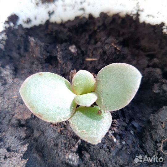 Денежное дерево толстянка