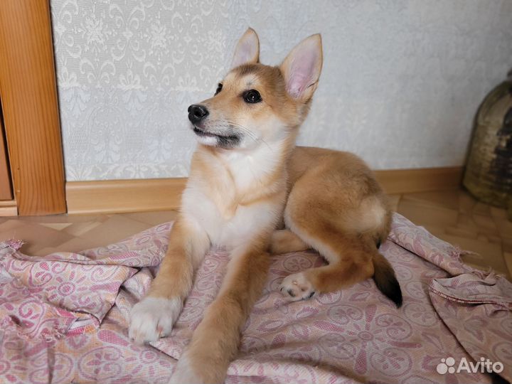 Щенок в добрые руки