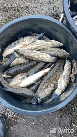 Живая рыба малек