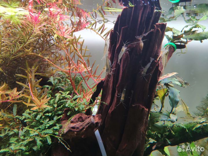 Креветки Амано. Растения