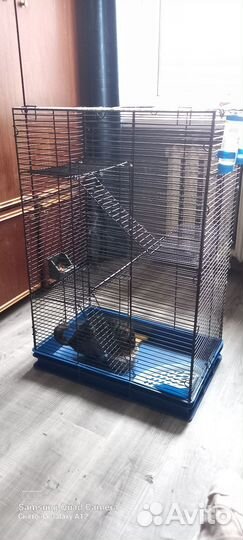 Продам шиншилла