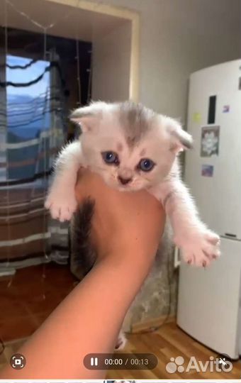 Британская вислоухая кошка