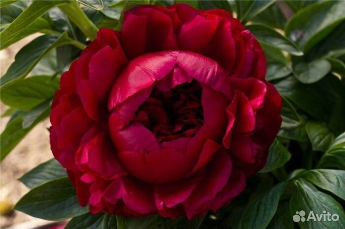 Генри Бокстос и Неизвестные малиновые сорта пионов