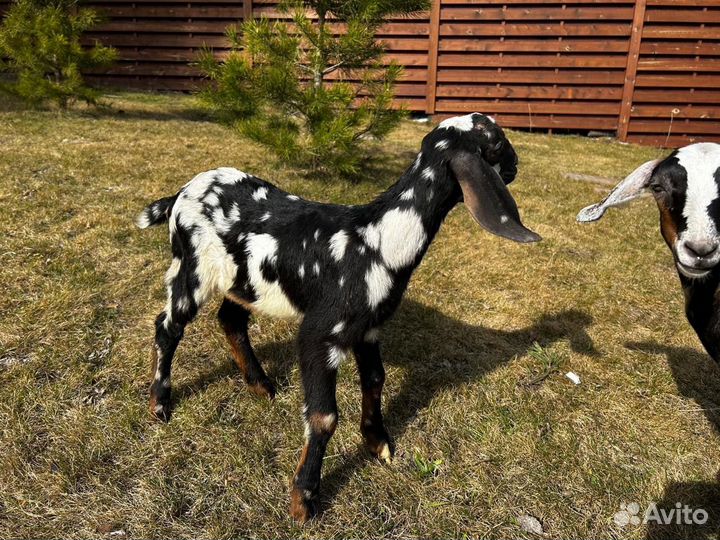 Нубийские козы козлы козлята