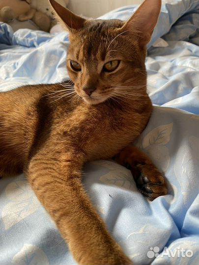 Случка кошки