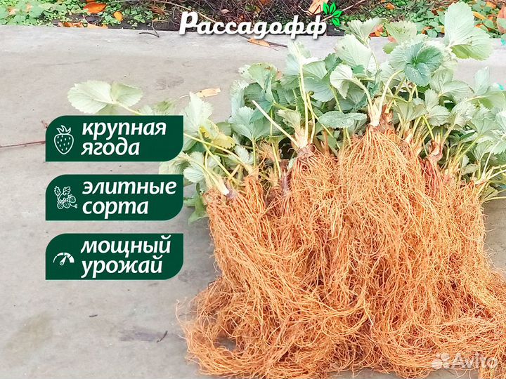 Рассада клубники. Опт от 64 шт