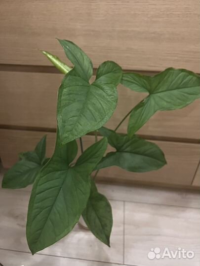 Сингониум мотлед