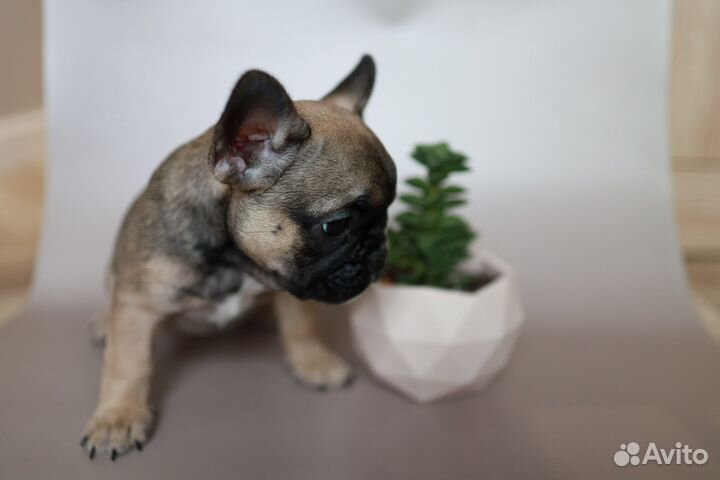 Французский бульдог особенный малыш