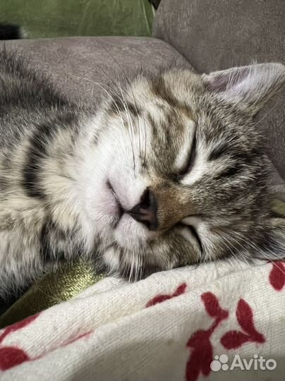Котята отдам бесплатно